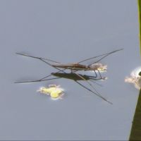 Gerridae