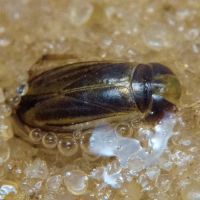 Cymatia coleoptrata