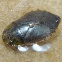 Ilyocoris cimicoides