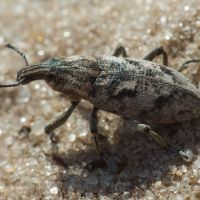 Cleonis pigra