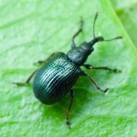 Neocoenorrhinus pauxillus