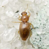 Corticarina