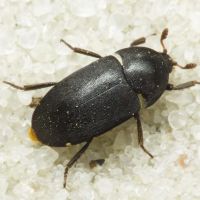 Dermestes (Montandonia) olivieri