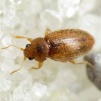 Corticarina