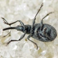Ischnopterapion loti