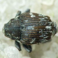 Mogulones austriacus
