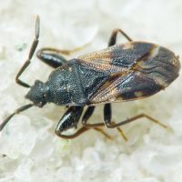Taphropeltus contractus