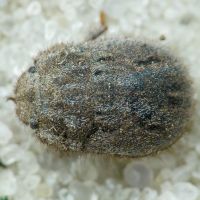 Odontoscelis (Odontoscelis) lineola
