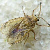 Tingis (Tropidocheila) caucasica