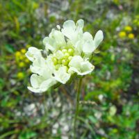 Scabiosa ochroleuca