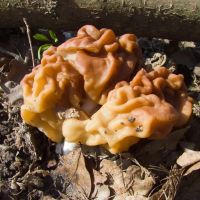 Gyromitra gigas