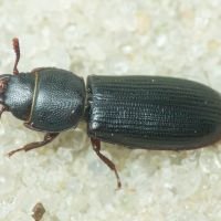 Tenebroides fuscus
