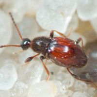 Scydmaeninae