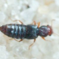 Euaesthetus ruficapillus