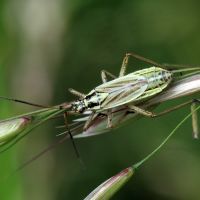 Leptopterna dolabrata