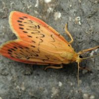 Miltochrista miniata
