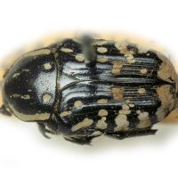 Oxythyrea funesta
