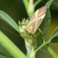 Adelphocoris lineolatus