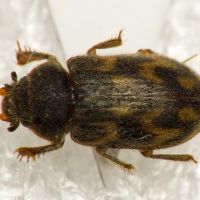 Heterocerus marginatus