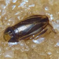 Cymatia coleoptrata