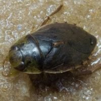 Ilyocoris cimicoides