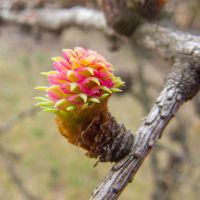 Larix decidua