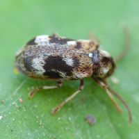 Ptinomorphus rosti