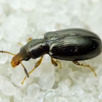 Salpingus planirostris
