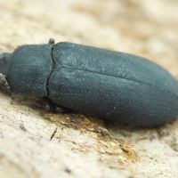 Cryphaeus cornutus