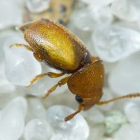 Kateretes pusillus