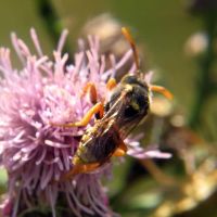 Nomada bifasciata