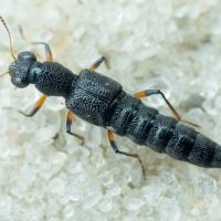 Stenus cicindeloides