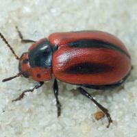 Entomoscelis adonidis