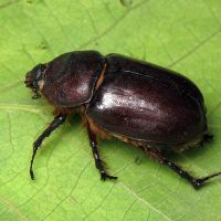 Oryctes nasicornis