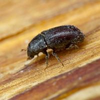 Tomicus piniperda