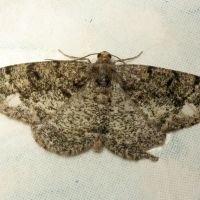 Parectropis similaria