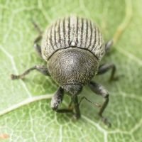 Miarus ajugae