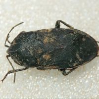 Aellopus atratus