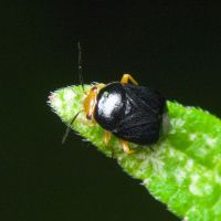 Strongylocoris leucocephalus