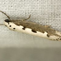 Ethmia bipunctella