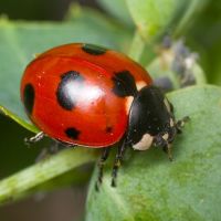 Coccinella magnifica