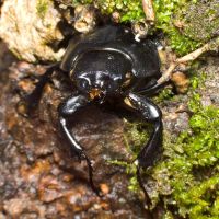 Lucanus cervus
