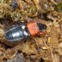 Prostemma sanguineum