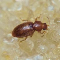 Corticarina
