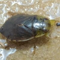 Ilyocoris cimicoides