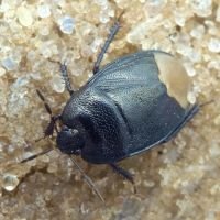 Sehirus luctuosus