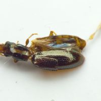 Salpingus planirostris