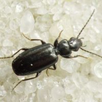 Microlestes