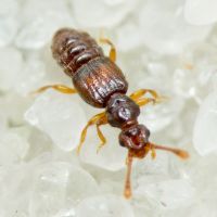 Euplectus nanus/kirbyi