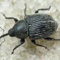 Cleopomiarus graminis